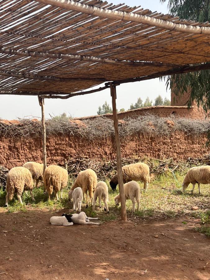 Dar Tasmayoun Aït Ourir エクステリア 写真
